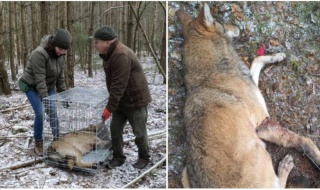 Wilk długo walczył o życie,  ale nie udało się go uratować. Pułapka kłusownika spod Bełchatowa była skuteczniejsza... Zwierzę cierpiało katusze [Foto]