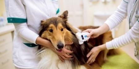 Piotrków Trybunalski: Bezpłatne czipowanie psów. Na jakich zasadach można skorzystać z akcji?